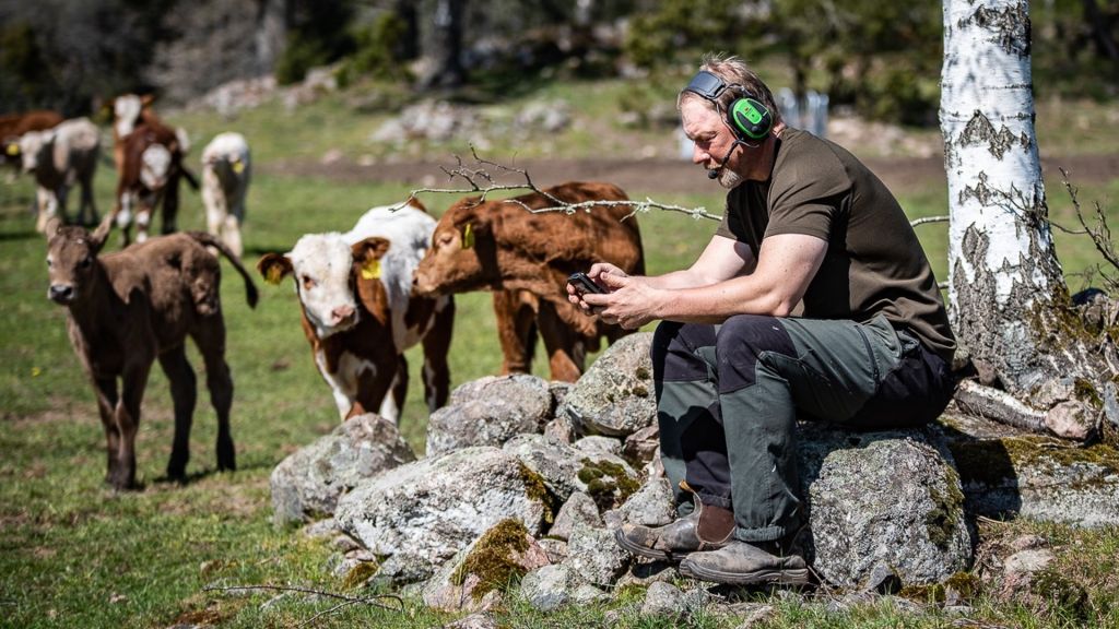 worker wearing 3m peltor solar powered hearing protector on a farm with cows